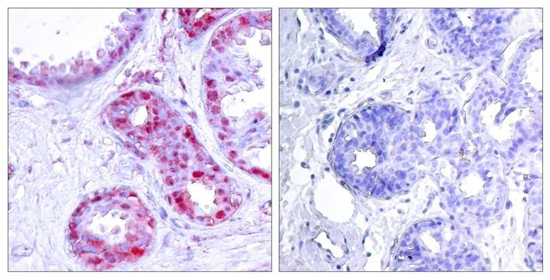 Anti-Phospho-JUN (Ser243) Polyclonal Antibody