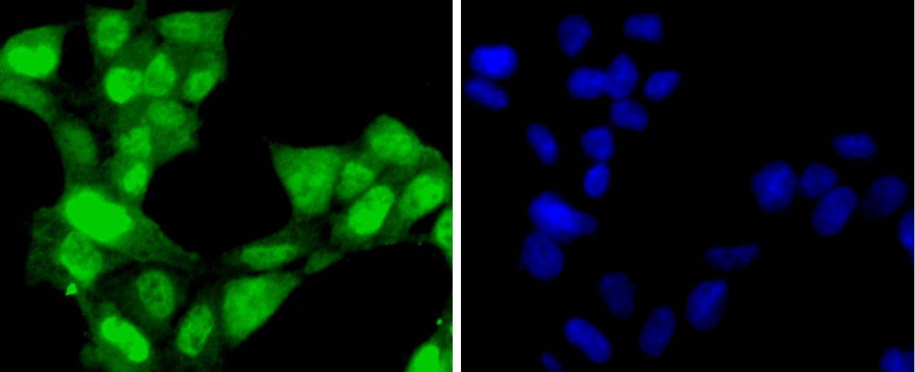 Anti-CDK7 Antibody (3Y405)