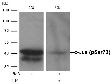 Anti-Phospho-JUN (Ser73) Polyclonal Antibody