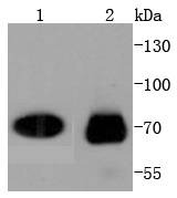 Anti-CDC7 Kinase Antibody (5I139)