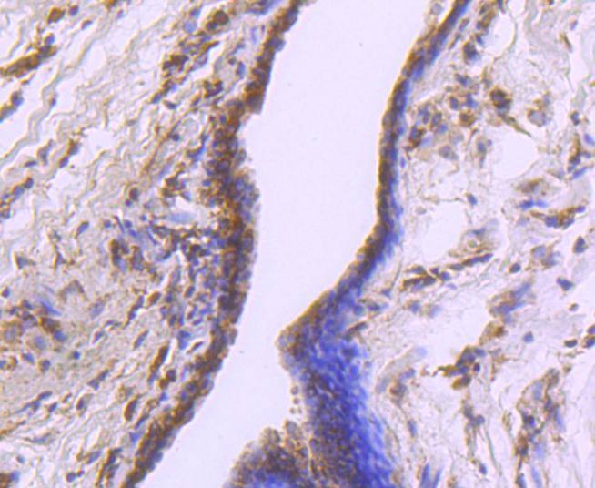 Anti-CDK7 Antibody (3Y405)