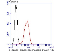Anti-Citrate Synthase Antibody (7Y580)