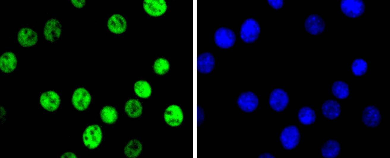 Anti-JUN Antibody (7A403)