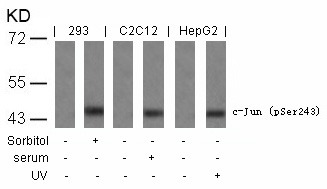 Anti-Phospho-JUN (Ser243) Polyclonal Antibody