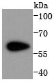 Anti-CDK8 Antibody (6K906)