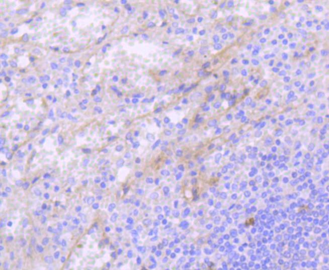 Anti-CD117 Antibody (3E831)