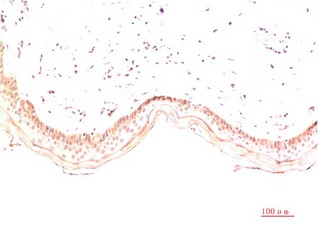 Anti-Collagen I Antibody (9B269)