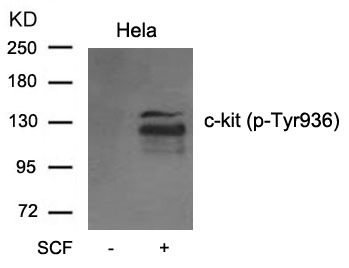 Anti-Phospho-CD117 (Tyr936) Polyclonal Antibody