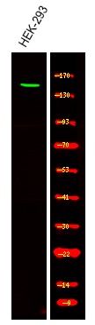 Anti-Phospho-Claspin (Ser30) Polyclonal Antibody