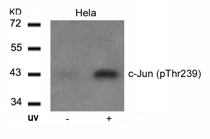 Anti-Phospho-JUN (Thr239) Polyclonal Antibody
