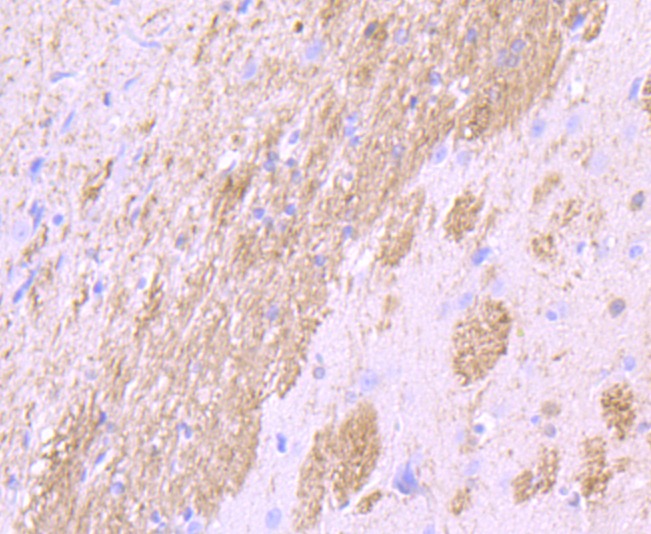 Anti-CNPase Antibody (5Q967)