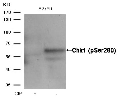 Anti-Phospho-CHEK1 (Ser280) Polyclonal Antibody
