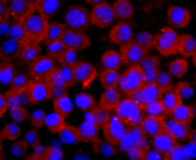 Anti-CNPase Antibody (5Q967)