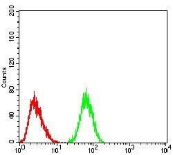 Anti-KRT5 Antibody (8E980)