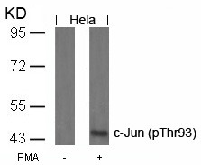 Anti-Phospho-JUN (Thr93) Polyclonal Antibody