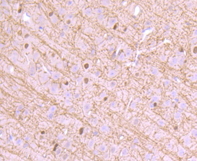 Anti-CNPase Antibody (5Q967)