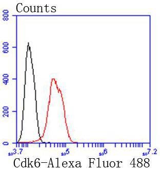 Anti-CDK6 Antibody (5T828)