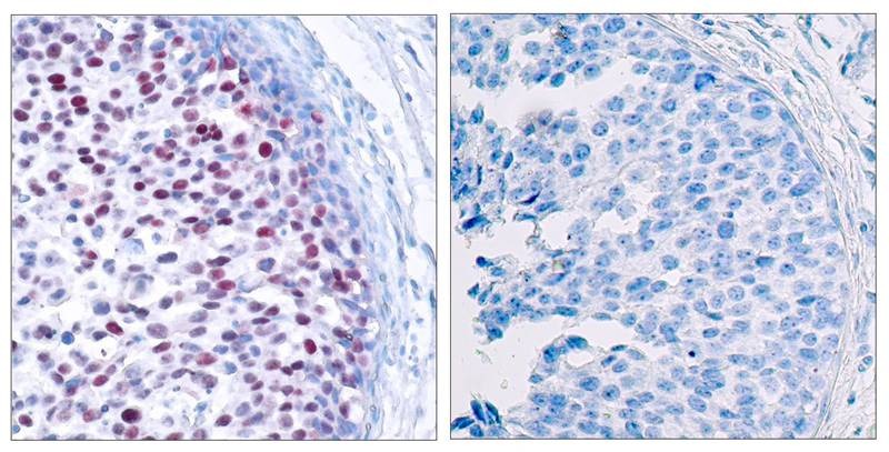 Anti-Phospho-JUN (Thr239) Polyclonal Antibody