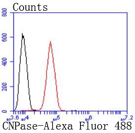 Anti-CNPase Antibody (5Q967)