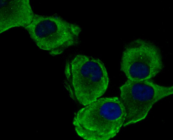 Anti-EEF1A1 Antibody (9F149)