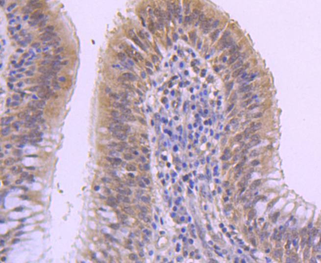 Anti-DUSP1 Antibody (4S873)