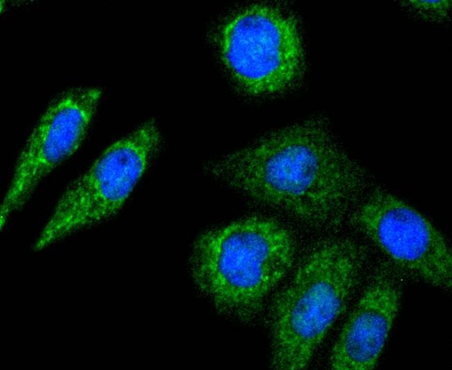 Anti-SMAC Antibody (2W730)