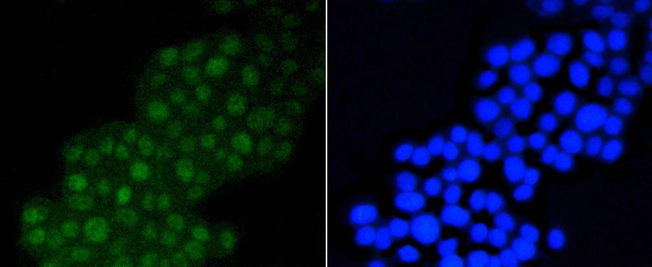 Anti-DGCR8 Antibody (8J740)