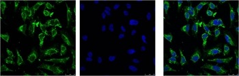 Anti-EFHD1 Antibody (5L981)