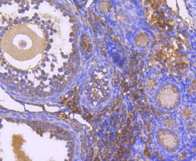 Anti-SMAC Antibody (2W730)