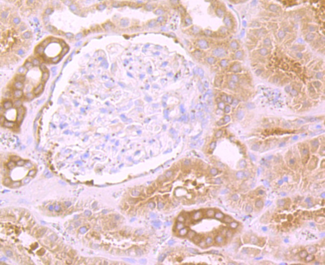 Anti-EEF1A1 Antibody (9F149)
