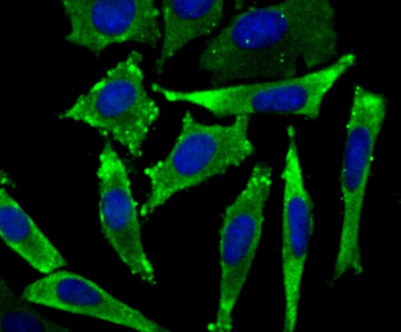 Anti-EEF1A1 Antibody (9F149)