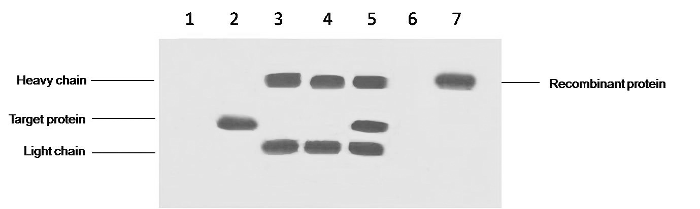 Anti-DYKDDDDK-Tag Antibody (6C237)