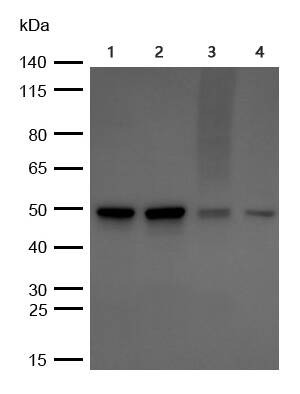 Anti-S1PR1 Antibody (9T480)