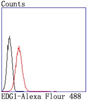 Anti-S1PR1 Antibody (9T480)