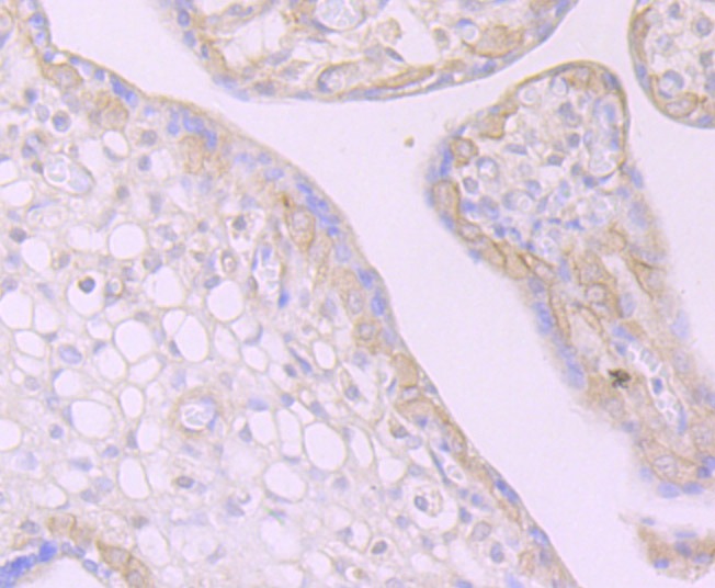 Anti-DSG-2/Desmoglein-2 Antibody (5U33)