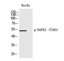 Anti-Phospho-ZIP Kinase/DAPK3 (Thr265) Polyclonal Antibody