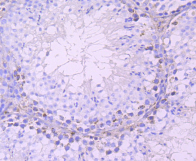 Anti-DAZL Antibody (5I552)