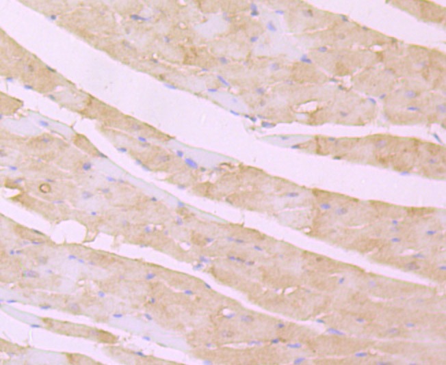 Anti-DSG-2/Desmoglein-2 Antibody (5U33)