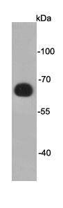 Anti-DYKDDDDK (FLAG epitope Tag) Antibody (5W606)