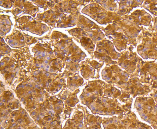 Anti-DUSP6 Antibody (2Q808)