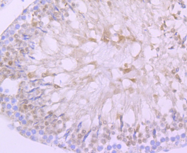 Anti-DAZL Antibody (5I552)