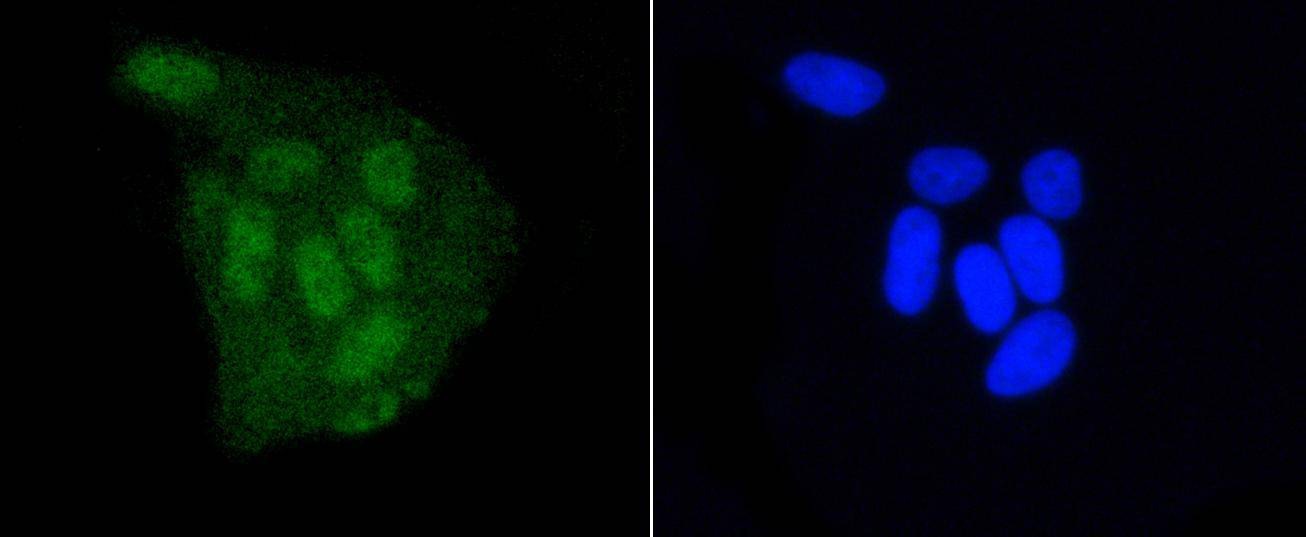 Anti-DGCR8 Antibody (8J740)