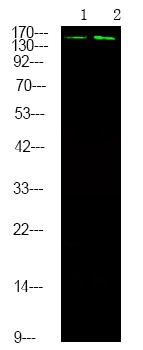 Anti-Phospho-DAPK1 (Ser289) Polyclonal Antibody