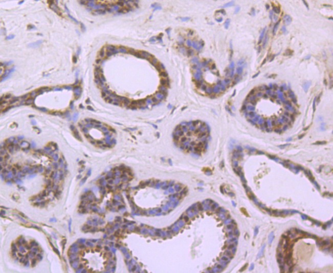 Anti-S1PR1 Antibody (9T480)