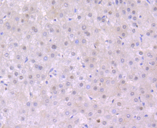 Anti-S1PR1 Antibody (9T480)