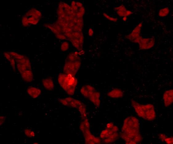 Anti-EEA1 Antibody (2X782)