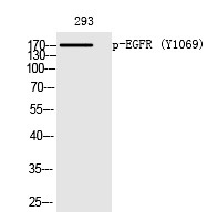 Anti-Phospho-EGFR (Tyr1069) Polyclonal Antibody