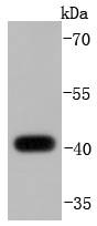 Anti-DUSP1 Antibody (4S873)