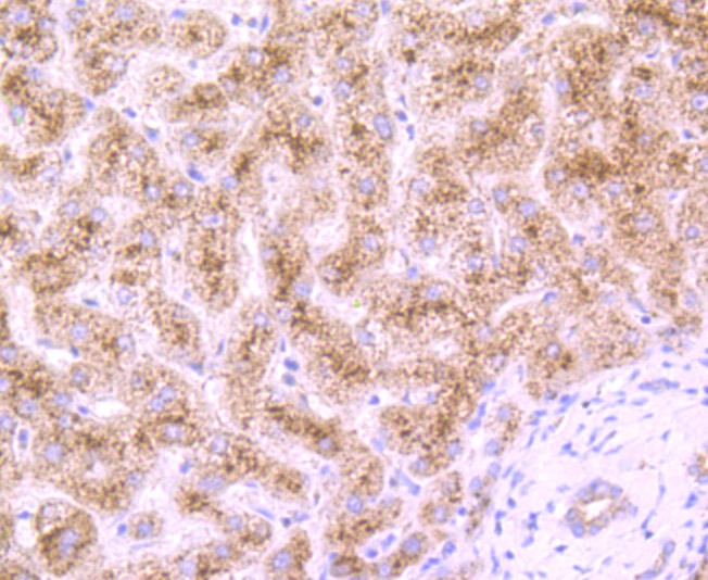 Anti-DCPLA Antibody (2R679)