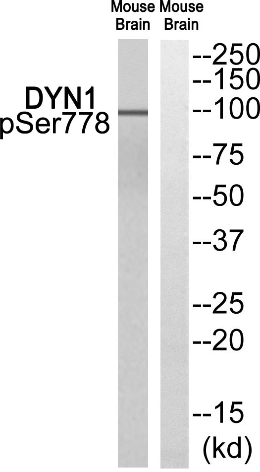 Anti-Phospho-DNM1 (Ser778) Polyclonal Antibody 2